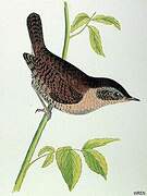 Eurasian Wren