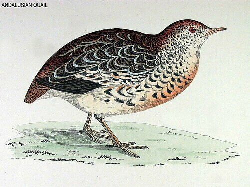 Common Buttonquail