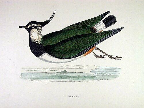 Northern Lapwing