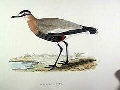 Sociable Lapwing