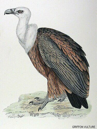 Griffon Vulture