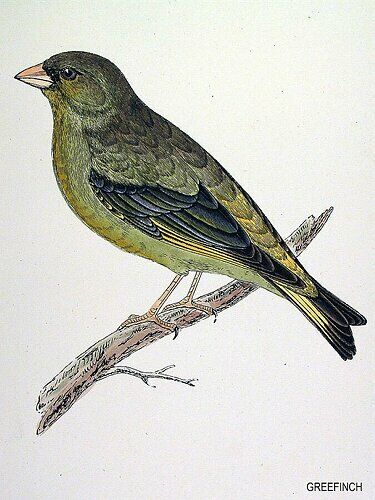 European Greenfinch