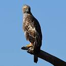 Aigle huppé