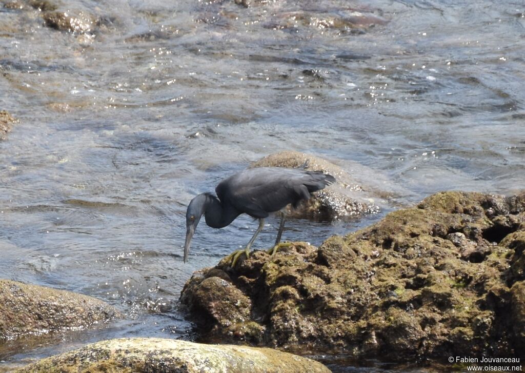 Pacific Reef Heron male adult breeding, fishing/hunting