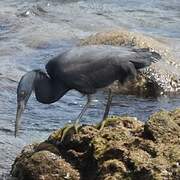 Pacific Reef Heron