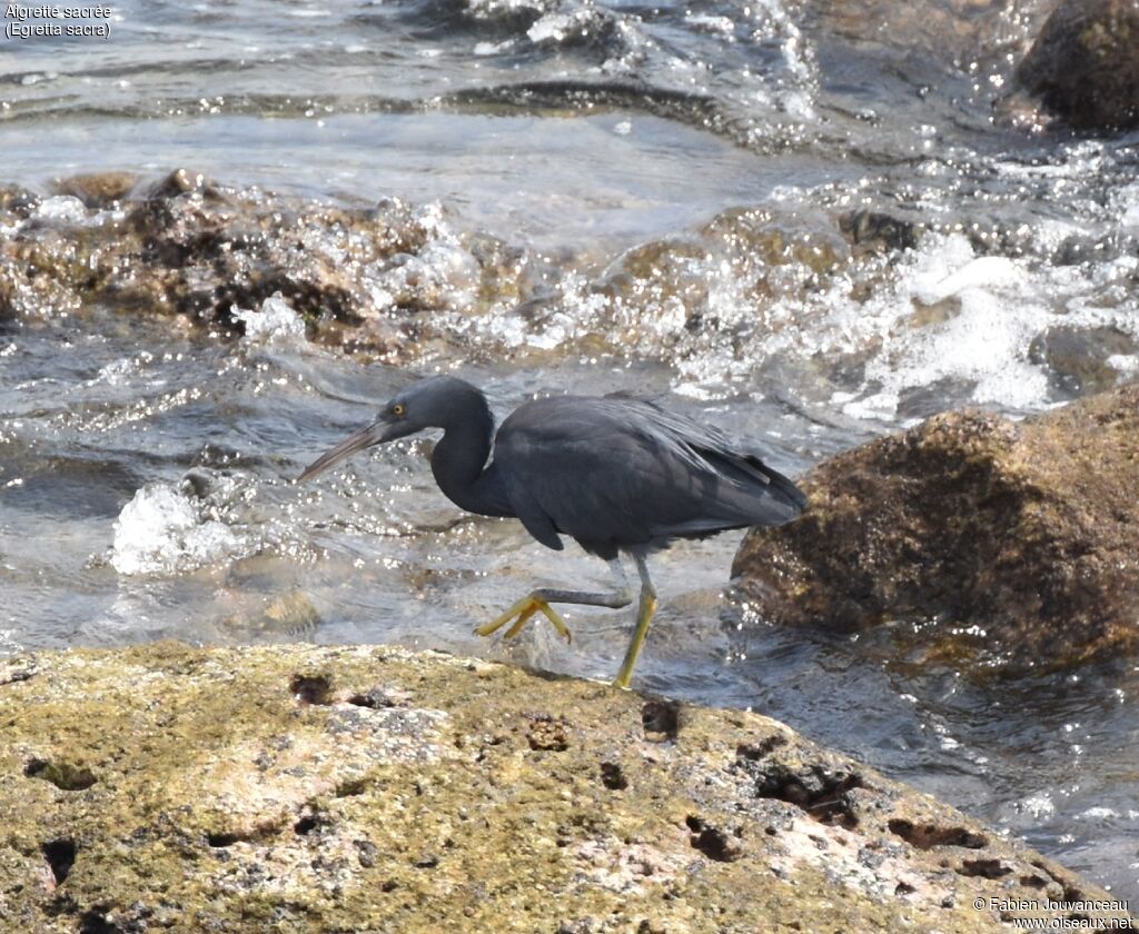 Pacific Reef Heron male adult breeding