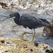 Pacific Reef Heron