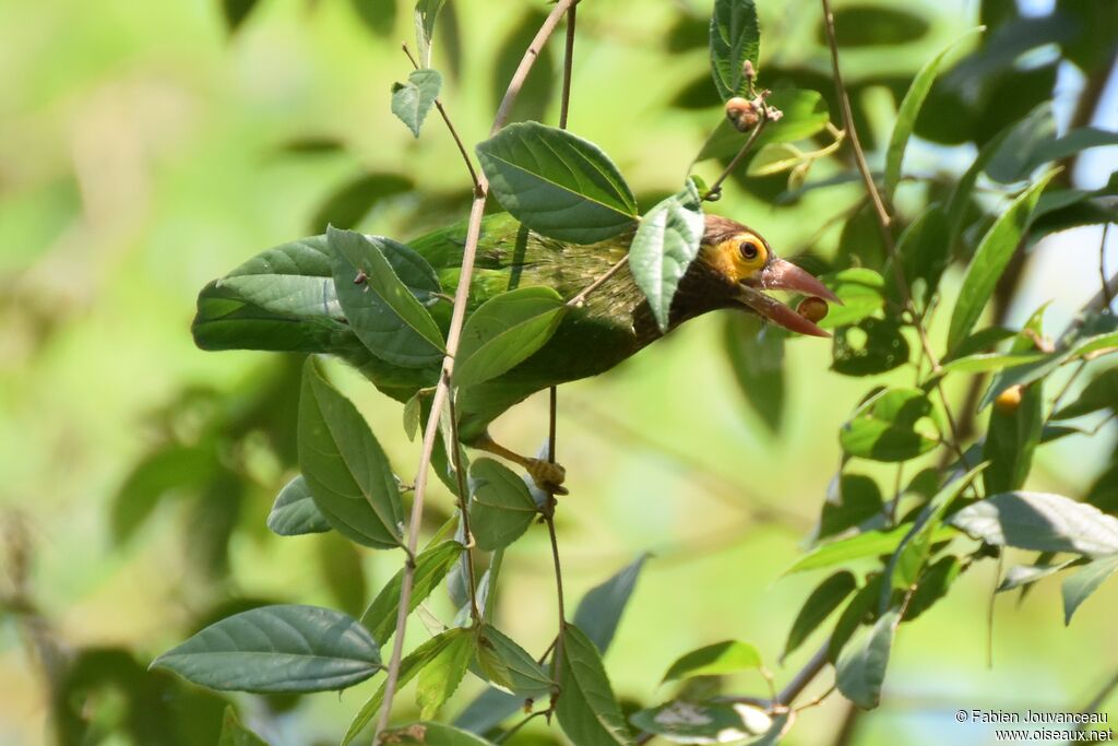 Brown-headed Barbet, feeding habits, eats