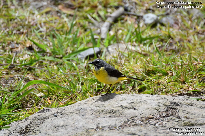 Grey Wagtail male