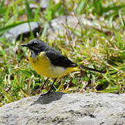 Grey Wagtail