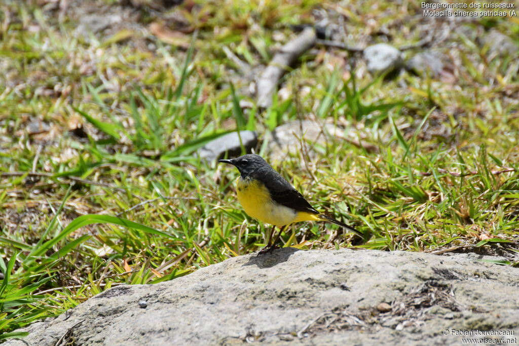 Bergeronnette des ruisseaux mâle