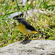 Grey Wagtail