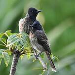 Bulbul à ventre rouge