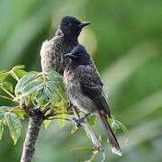 Red-vented Bulbul