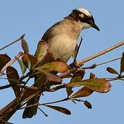 Light-vented Bulbul