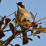 Bulbul de Chine