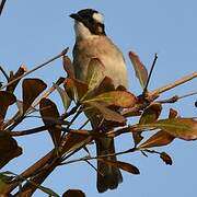 Light-vented Bulbul