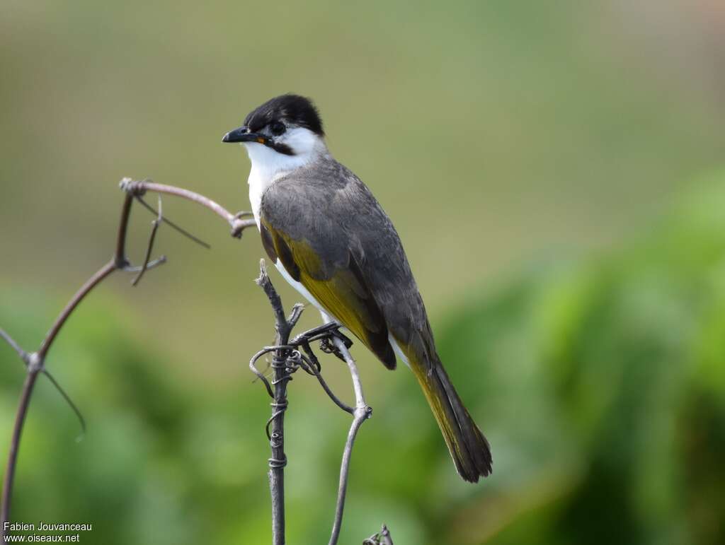 Styan's Bulbul