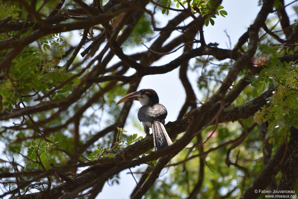 Sri Lanka Grey Hornbill