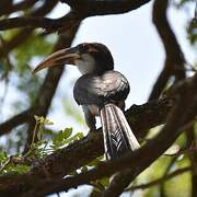 Sri Lanka Grey Hornbill