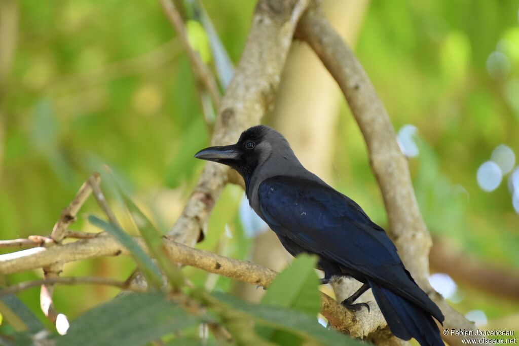 House Crow