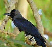 House Crow