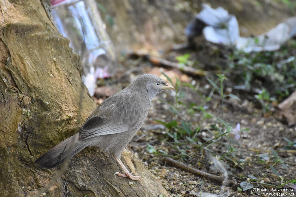 Yellow-billed Babbler, close-up portrait