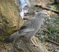 Yellow-billed Babbler