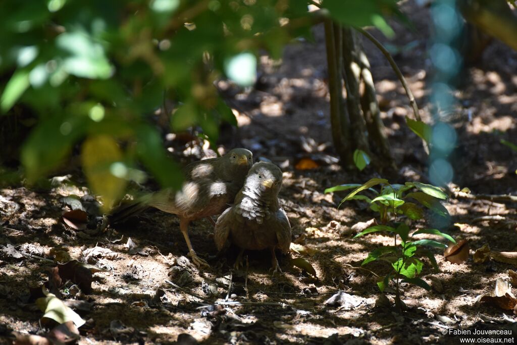 Yellow-billed Babbler