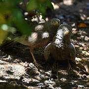 Yellow-billed Babbler