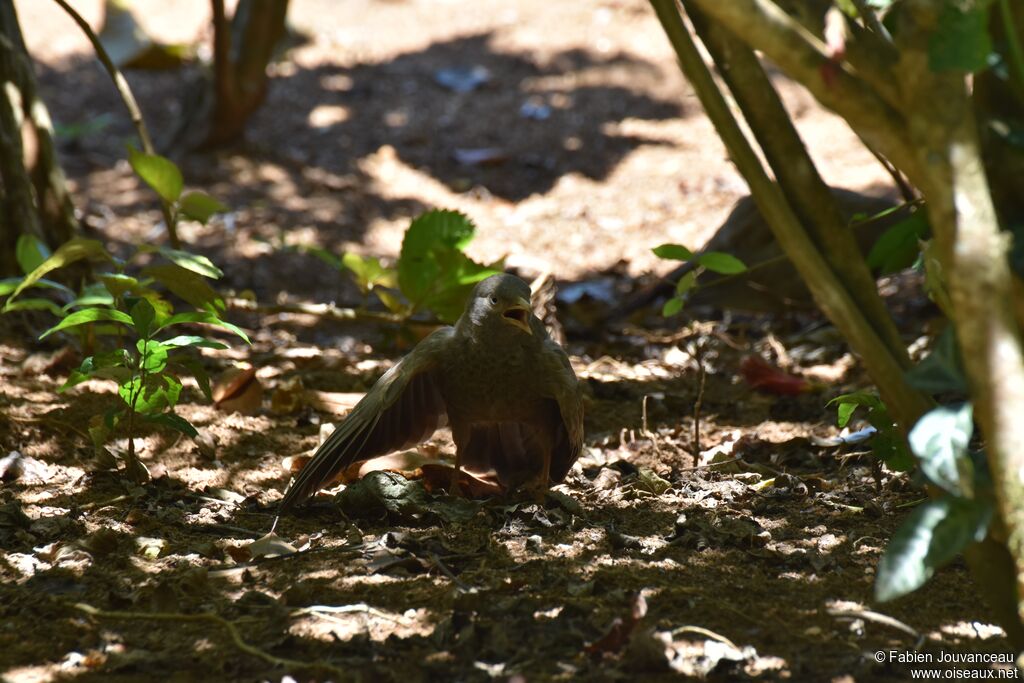 Yellow-billed Babbler