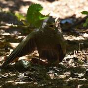 Yellow-billed Babbler