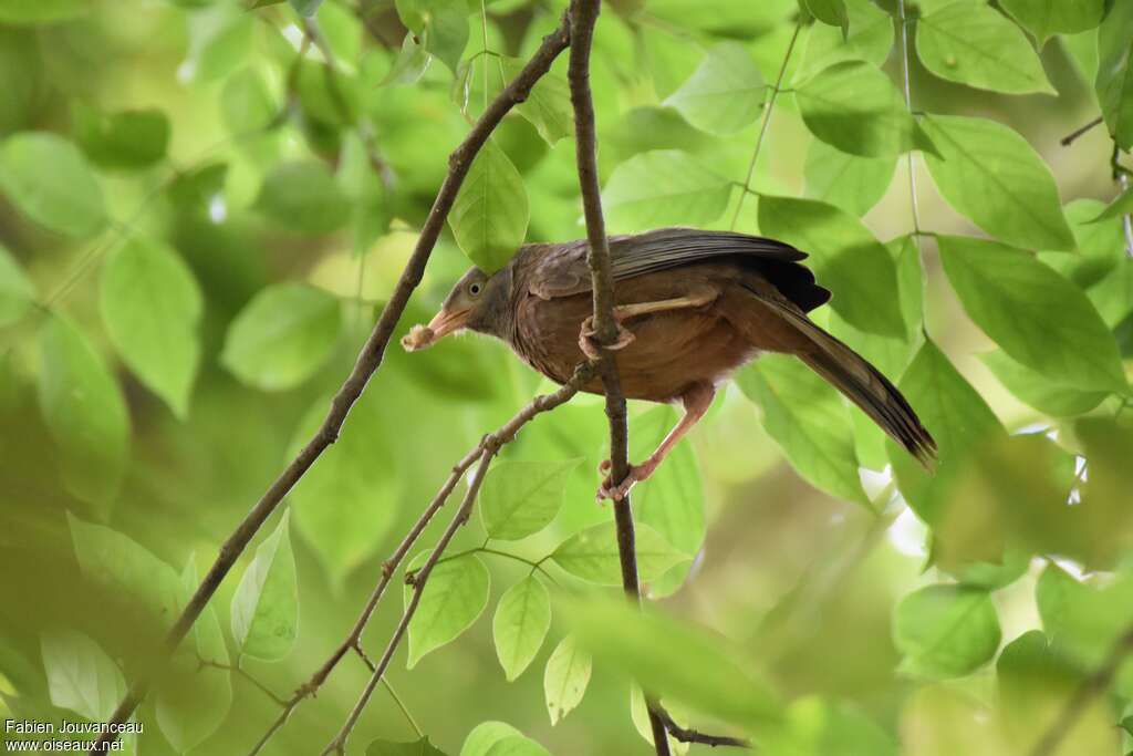 Cratérope de Ceylanadulte, habitat, régime, mange