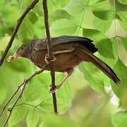 Orange-billed Babbler