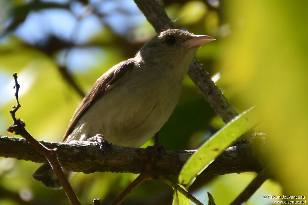 Pale-billed Flowerpecker, close-up portrait