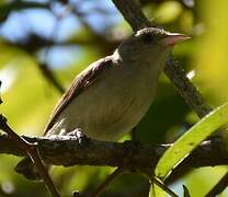 Pale-billed Flowerpecker