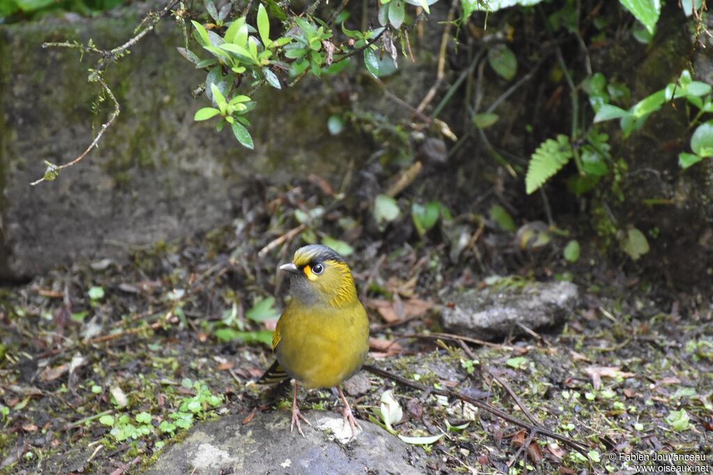 Steere's Liocichla male adult breeding, identification