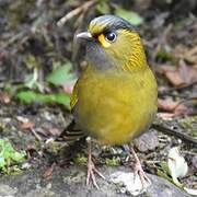 Steere's Liocichla