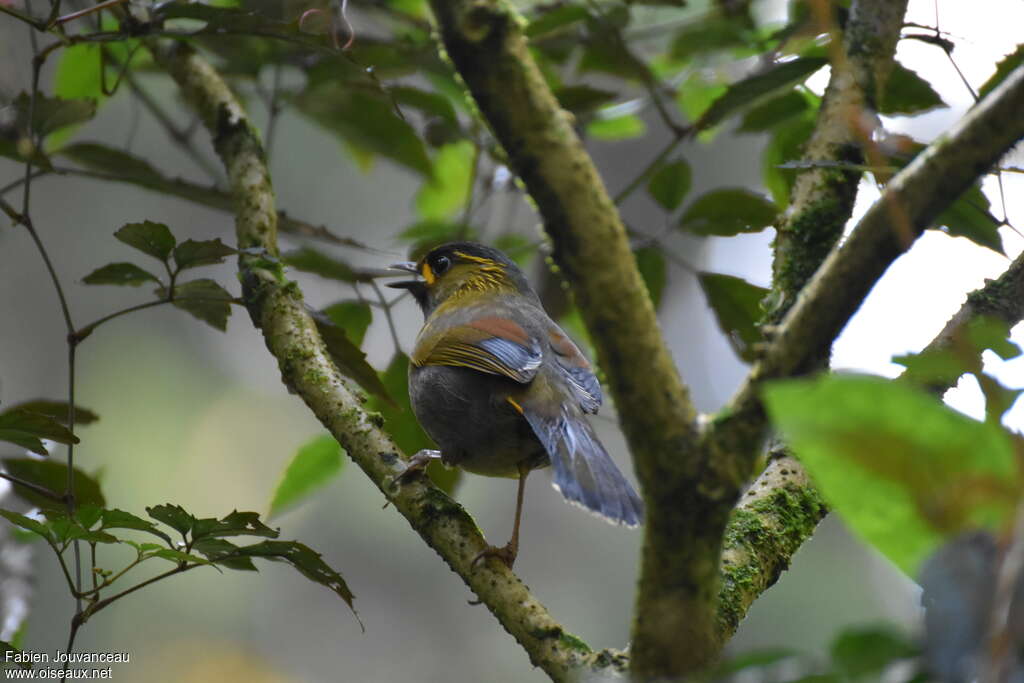 Steere's Liocichla male adult breeding