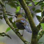 Steere's Liocichla