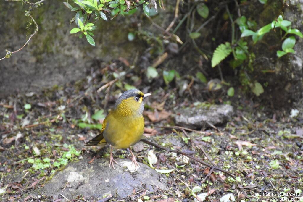 Steere's Liocichla male adult breeding, identification