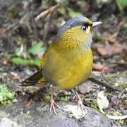 Steere's Liocichla