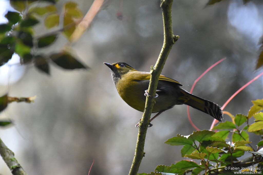 Steere's Liocichlaadult breeding