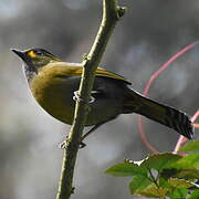 Steere's Liocichla