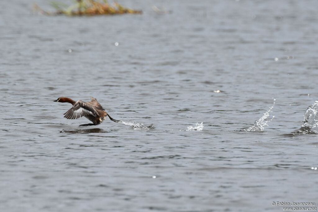 Little Grebe, Flight