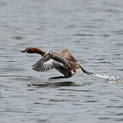 Little Grebe