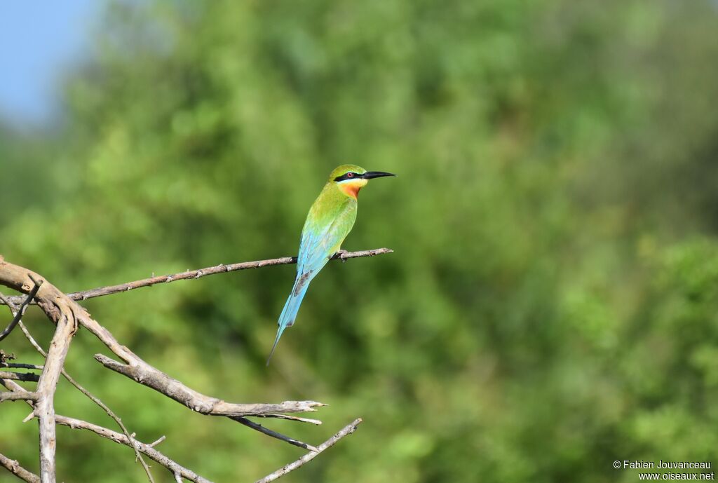 Blue-tailed Bee-eater