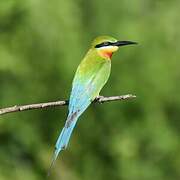 Blue-tailed Bee-eater