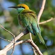 Green Bee-eater