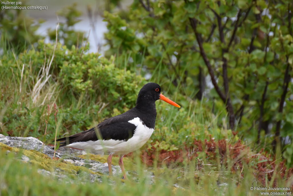 Eurasian Oystercatcheradult, identification